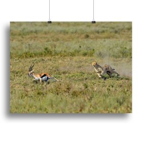 Cheetah Hunting Canvas Print or Poster (Type: Poster Print, size: 12" x 8" / 30cm x 20cm (approx))